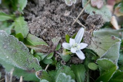 Scilla mischtschenkoana