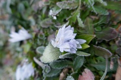 Scilla mischtschenkoana