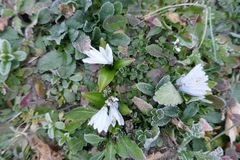 Scilla mischtschenkoana