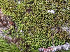 Tortella flavovirens