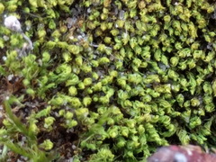 Tortella flavovirens