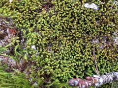 Tortella flavovirens