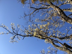 Sassafras randaiense