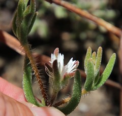 Drosanthemum calycinum