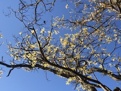 Sassafras randaiense