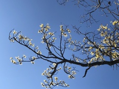 Sassafras randaiense