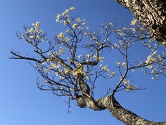 Sassafras randaiense