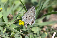 Hemiargus hanno hanno