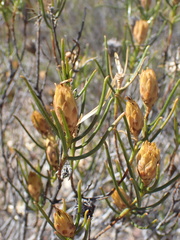 Pteronia flexicaulis