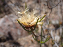 Pteronia flexicaulis