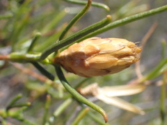 Pteronia flexicaulis