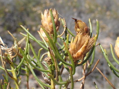 Pteronia flexicaulis