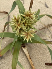 Cyperus crassipes