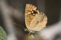 Phystis simois variegata