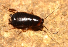 Loboptera