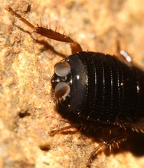 Loboptera