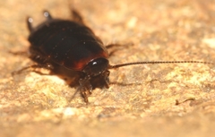 Loboptera