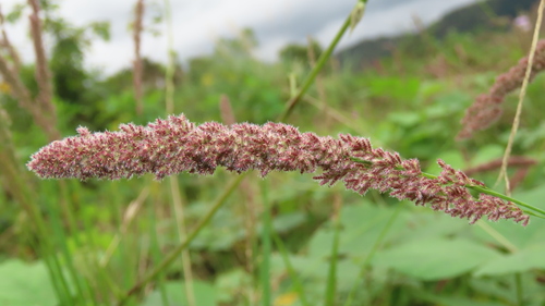 Gophertail lovegrass (Eragrostis ciliaris)