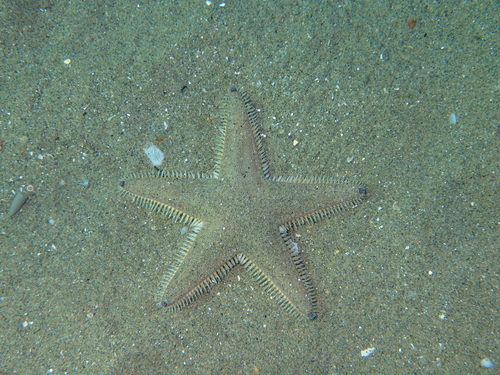 Astropecten jonstoni
