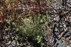 Drosanthemum calycinum