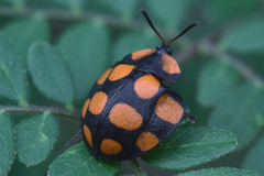 Botanochara decempustulata