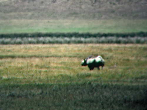 Diceros bicornis