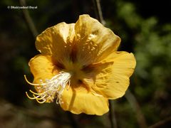 Abutilon persicum