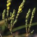 Aspalathus ericifolia - Photo 由 Tony Rebelo 所上傳的 (c) Tony Rebelo，保留部份權利CC BY-SA