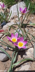 Tulipa humilis