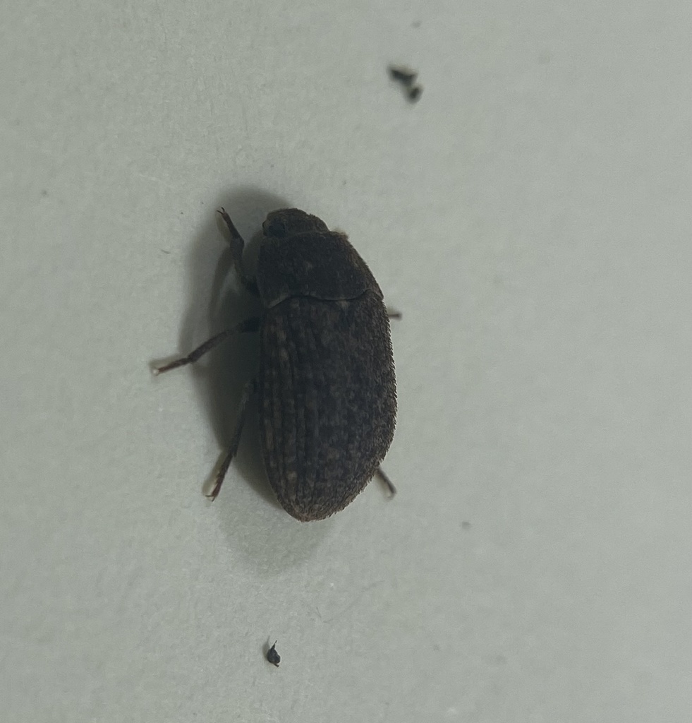Trichoton sordidum