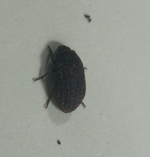 Trichoton sordidum