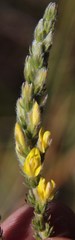 Aspalathus ericifolia ericifolia
