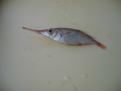 Macroramphosus