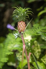 Ananas comosus microstachys