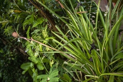 Ananas comosus microstachys