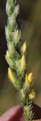 Aspalathus ericifolia ericifolia