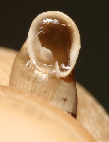 Cliveden Snail