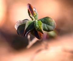 Lonicera caprifolium