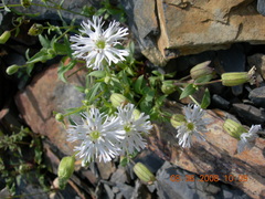 Silene lacera