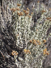 Helichrysum excisum