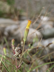 Ixeris tamagawaensis