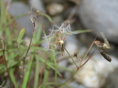 Ixeris tamagawaensis
