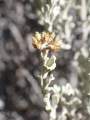 Helichrysum excisum
