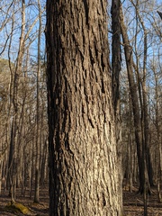 Carya carolinae-septentrionalis