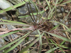 Ixeris tamagawaensis