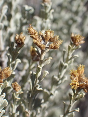Helichrysum excisum