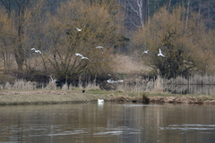 Chroicocephalus ridibundus