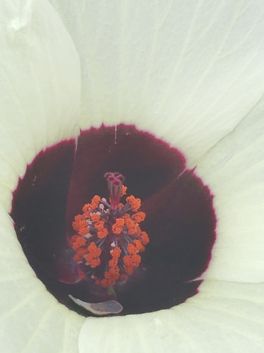 Hibiscus image