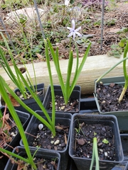 Hyacinthus orientalis
