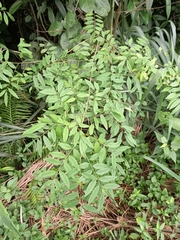 Machaerium stipitatum